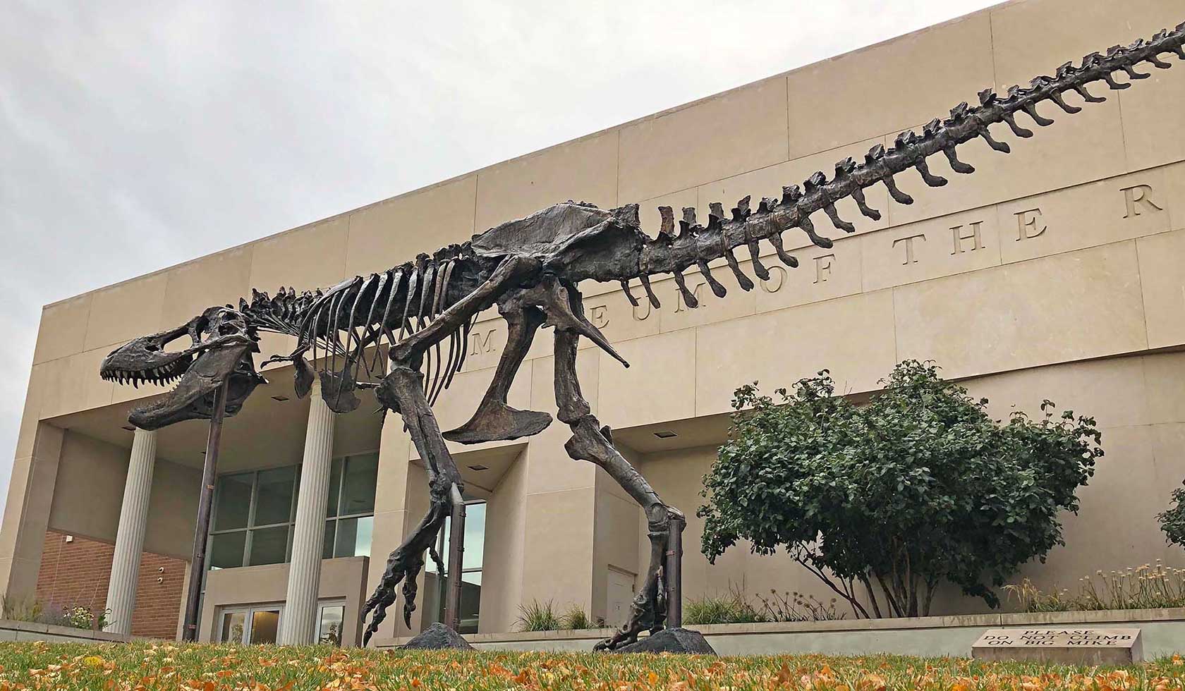 A large T. Rex skeleton cast stands in front of the Museum of the Rockies in Bozeman, MT